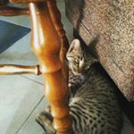 Profile Picture of Daniel Koníček (@konicekdaniel) on Instagram