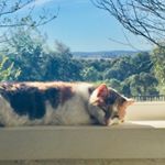Profile Picture of Frances Walsh (@_franceswalsh) on Instagram
