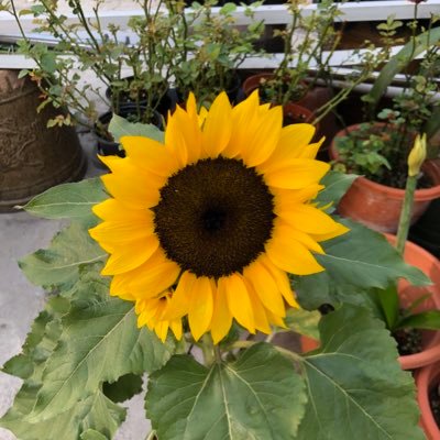 Profile Picture of Marco Chung (@marcochung82) on Twitter