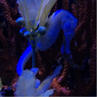 Profile Picture of Michael Resendez (@altorezphoto) on Twitter