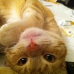 Profile Picture of Jeff Goldblum Shelton-Snowden (@jeffreygoldblumpurrs) on Instagram