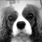 Profile Picture of Lisa The Icelandic Cavalier (@lisacavie) on Instagram