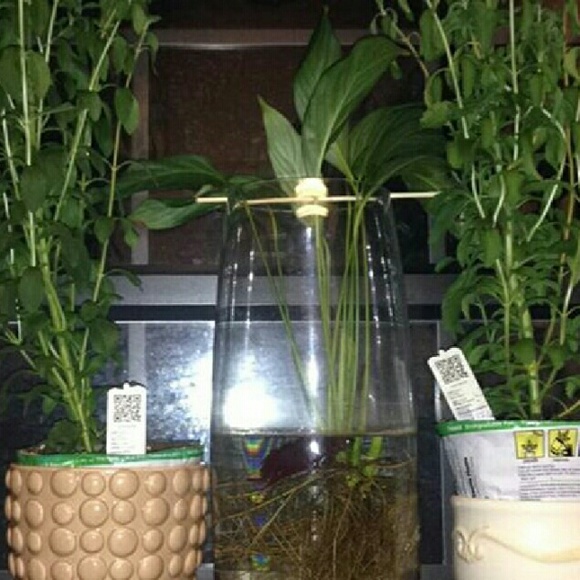 Profile Picture of Isaiah Lucero (@lionsarelazy) on Poshmark