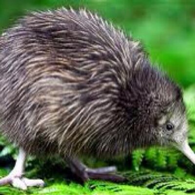 Profile Picture of William Bennett (@wKiwiKarma) on Twitter