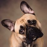 Profile Picture of Bruce The Glasgow Frenchie (@bruce_the_glasgow_frenchie_) on Instagram