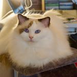 Profile Picture of Eva Vass (@raggababa) on Instagram