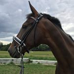 Profile Photo of Lisa Bollinger (@miss.eventing) on Instagram