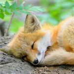 Profile Picture of Annabelle (@annabelle_fox_) on Instagram