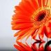 Profile Picture of Christine Bertucci (@christinebertuc) on Pinterest