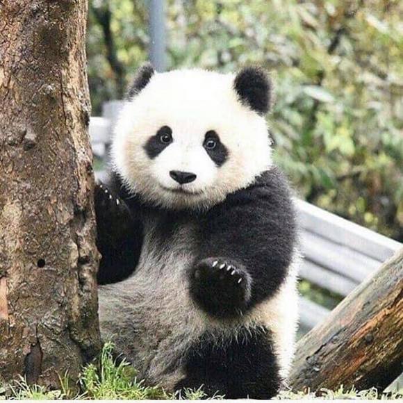 Profile Picture of Zhen Wang (@1392846161) on Poshmark