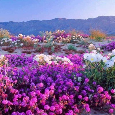 Profile Picture of Wahida Shaffi (@WahidaShaffi) on Twitter