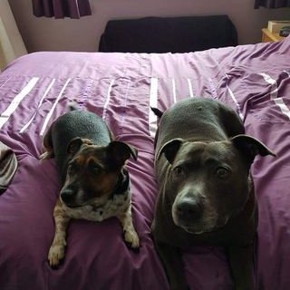 Profile Picture of Brian Leslie Mckie (@mckie_brian) on Twitter