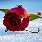 Profile Picture of zahraaslami_73 (@zahraaslami_73) on Instagram