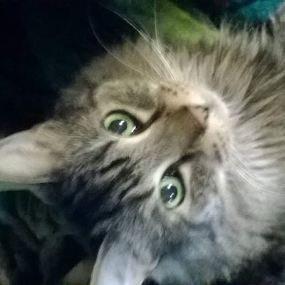 Profile Picture of Robin A Hershey (@hershey_robin) on Twitter