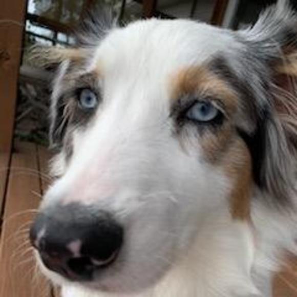 Profile Picture of Amy Artman (@a_artman) on Poshmark