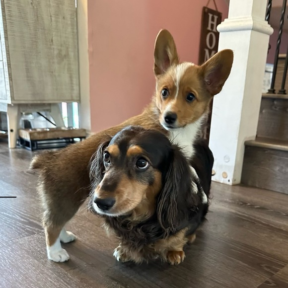 Profile Picture of Doris Liu (@dorisliu366) on Poshmark