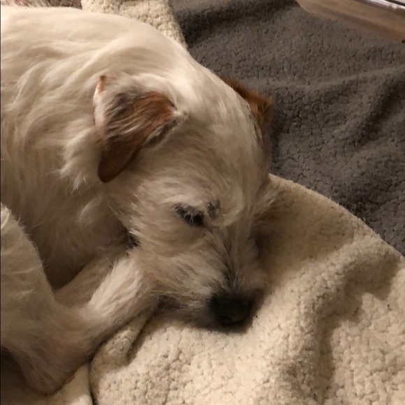 Profile Picture of Jonette Taschner (@wooggy) on Poshmark