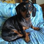 Profile Picture of Debbie Wilhelm (@wilhelmdebbie) on Instagram