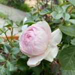 Profile Picture of Nga Huynh (@nga307) on Instagram