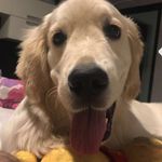 Profile Photo of Todd (@tod_thegolden) on Instagram