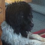 Profile Picture of Shaystevenson.14 (@shaystevenson14) on Instagram