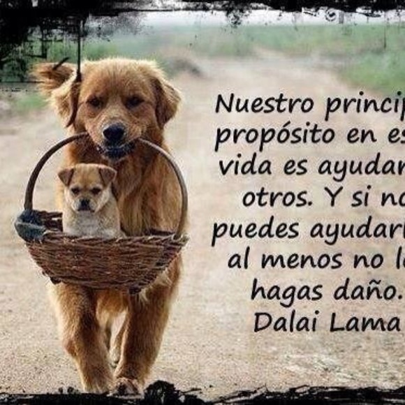 Luis Olague - Poshmark Profile Picture of Luis Olague (@posholague) on Poshmark