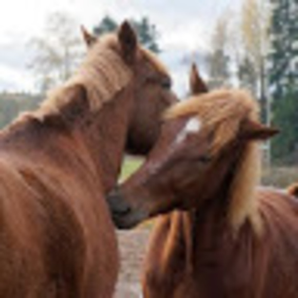 Profile Picture of Kaisa Rantala (@cwady) on Poshmark