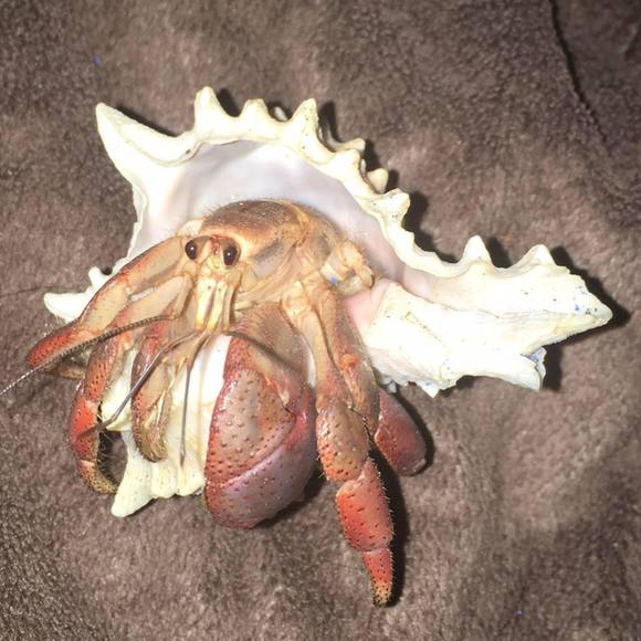 Profile Picture of Jeffrey Walker (@jeffreywalke430) on Poshmark