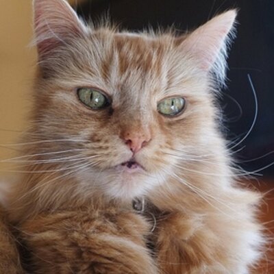 Profile Picture of Pam Owen (@pamela47) on Twitter