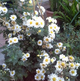 Profile Picture of Iveth Echeverria (@iveth.echeverria.142) on Facebook