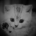 Profile Picture of Beth Singer (@beth.singer.524) on Facebook