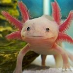 Profile Picture of Thomas Hallam (@arandomdemoknight) on Instagram