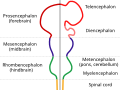Profile Picture of Holoprosencephalyon Wikipedia