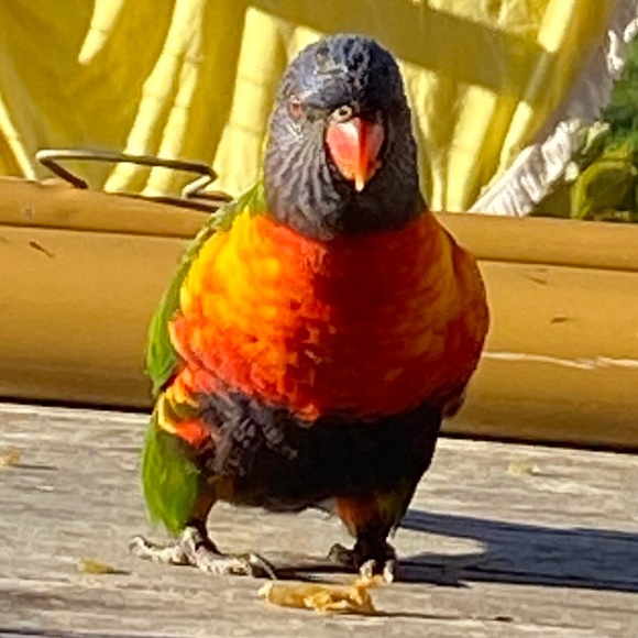 Profile Picture of Jane Ringstad (@nashjane) on Poshmark