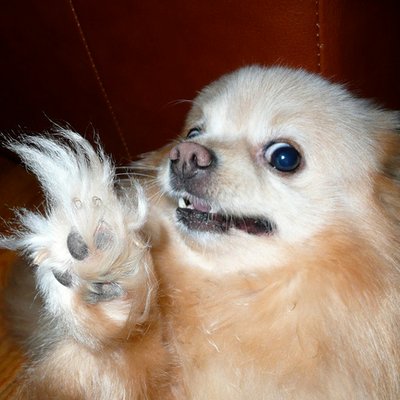 Profile Picture of Robert Nanni (@Robo_Antonio) on Twitter