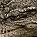 Profile Picture of javier figuls Gomez (@X.Figuls) on Flickr