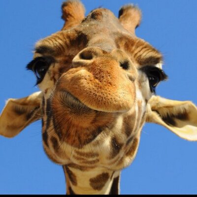 Profile Picture of Daniel Bojilov (@dlbojilov) on Twitter