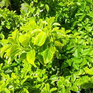 Profile Picture of Sydney Azeff (@AzeffSazeff) on Twitter