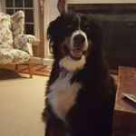 Profile Picture of heather roche (@mommaroche2) on Instagram