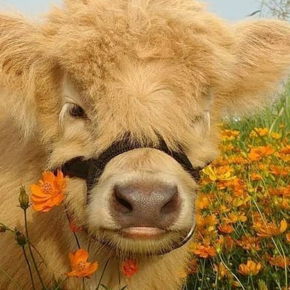 Profile Picture of Tyler Lange (@kiwi_sodapop) on Poshmark