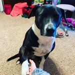 Profile Picture of Danny Edmondson (@dannydog_mydog) on Instagram