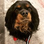 Profile Picture of T Vega (@t_kakumei) on Instagram