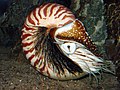 Profile Picture of Nautiloid - Wikipediaon Wikipedia