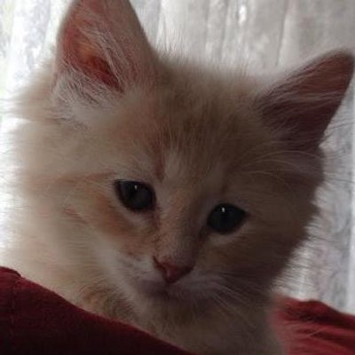 Profile Picture of Sandy Swan (@kittzncatz) on Twitter