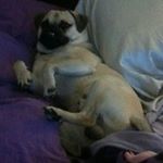 Profile Picture of Buddy Howey (@chubby_and_spoiled) on Instagram