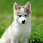 Profile Picture of Nick  Chen (@amazon_seller_nick) on Instagram