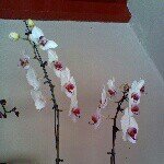 Profile Picture of julia de paula navarrette (@juliapnp) on Instagram