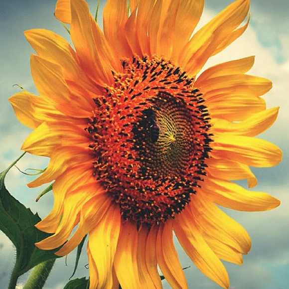 Profile Picture of Alyssa Theinert (@aly744) on Poshmark