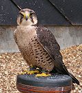 Profile Picture of Lanner falconon Wikipedia