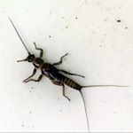 Profile Picture of Brandon Chennault (@yosemiteflyfishing85) on Instagram